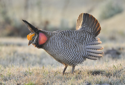 Lesser prairie chicken - Archive News: Entries sought for Prairie Chicken Festival poster contest